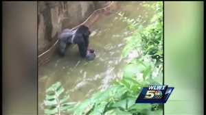 Cincinnati Zoo Stands By Decision To Shoot Gorilla