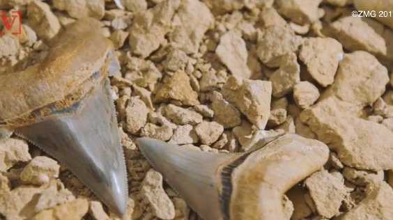 Massive shark teeth dating back 25 million years found on beach