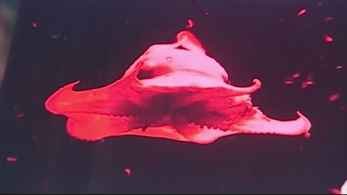 'Adorabilis' octopus on display at Monterey Bay Aquarium