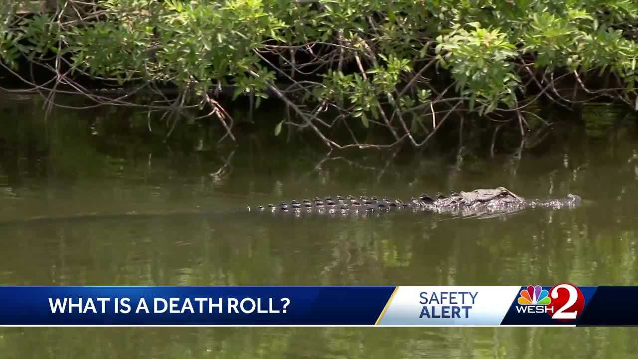 Gator attack in Florida what is - B3cdf121 Bc50 4305 Ad6a B87cd8e1b454 