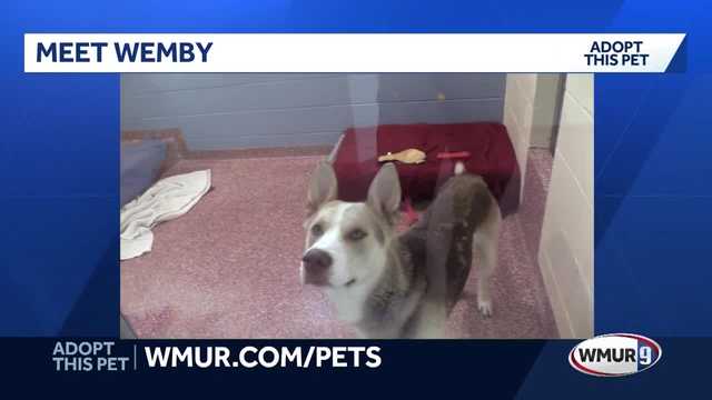 Wemby, a goofy 1-year-old husky mix, is ready to find his forever home