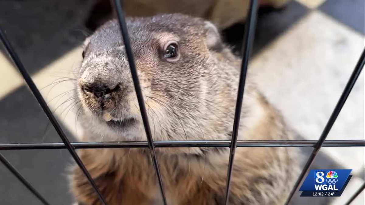 Full list of local groundhogs’ hot takes on winter