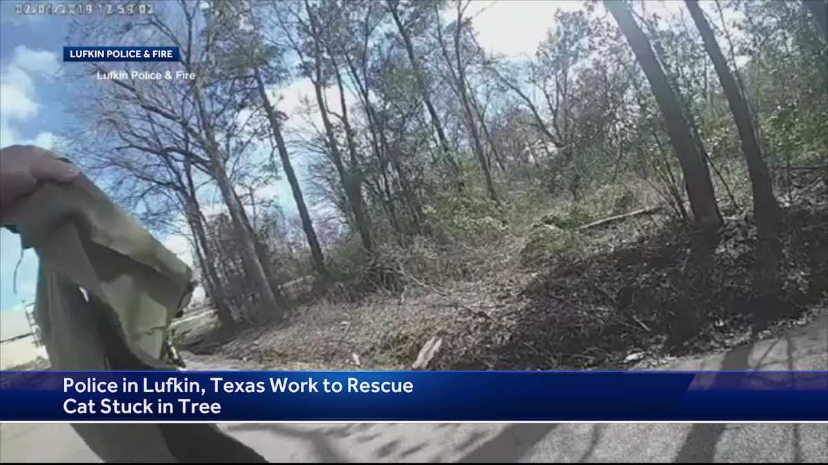 MUST WATCH: Texas officers rescue cat stuck in tree