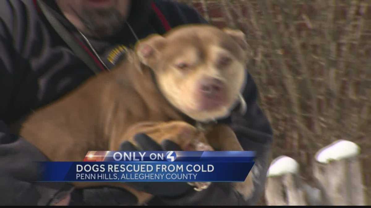 Dogs chained outside in cold seized from Penn Hills home