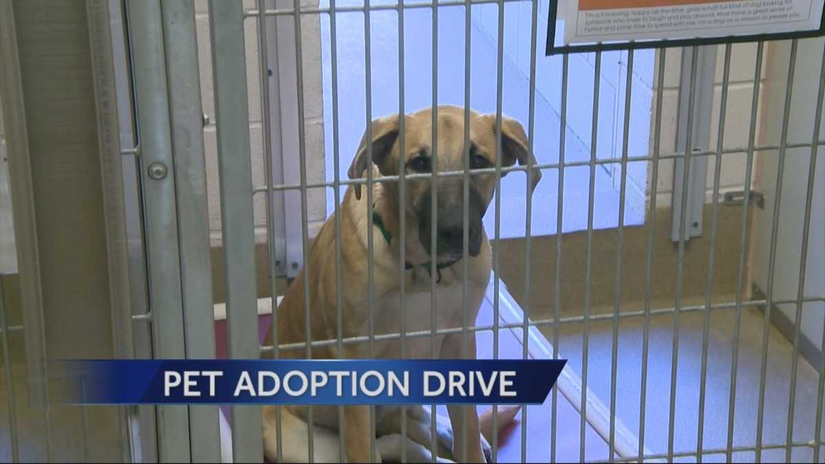 Looking for a pet? Bradshaw Animal Shelter offering emergency pet adoptions