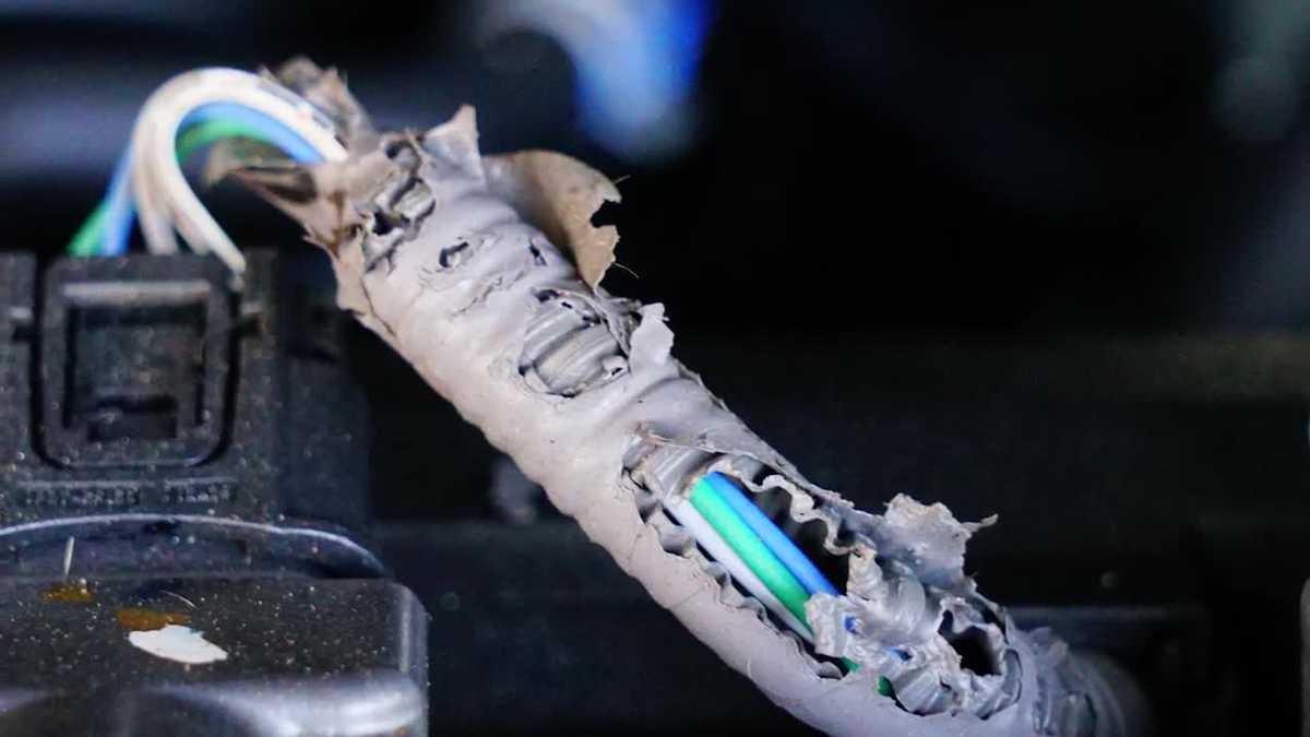 Consumer Reports: Keep mice from damaging your car