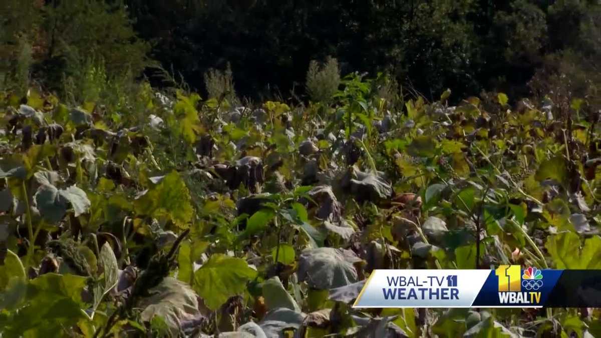 Drought could harm Maryland fall crops