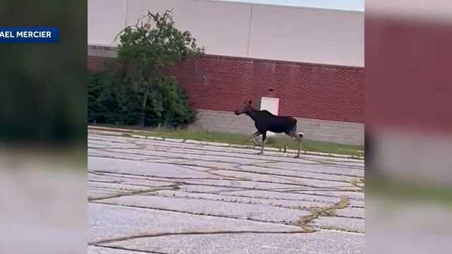 Officials say to enjoy watching moose from a distance as they venture out of woods