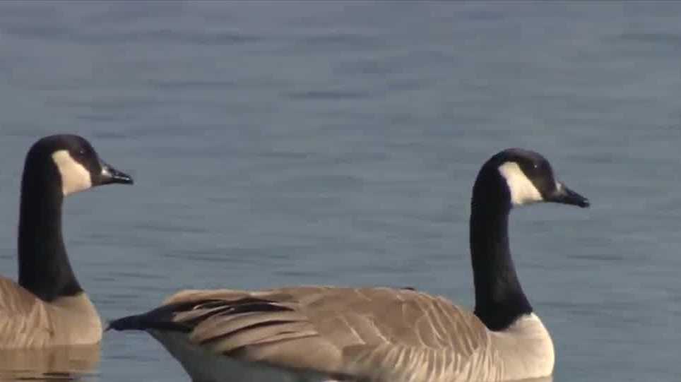 More dead swans found as wildlife officials track bird flu