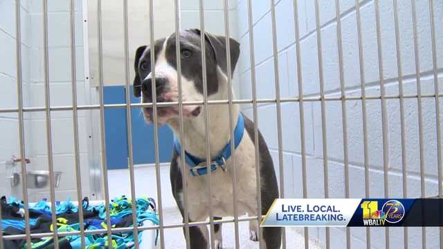 BARCS is over capacity, asking for community's help - Vimarsana News
