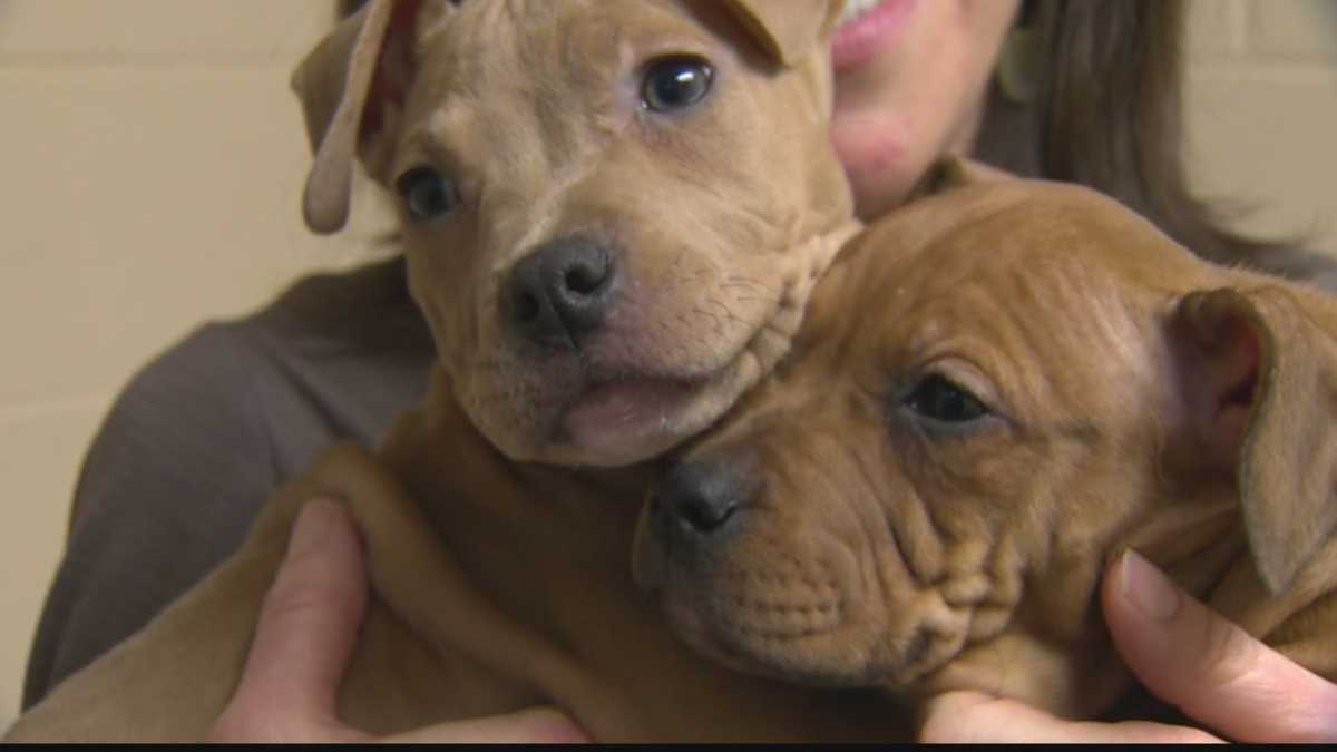 Puppies rescued from dumpster where mother dog died