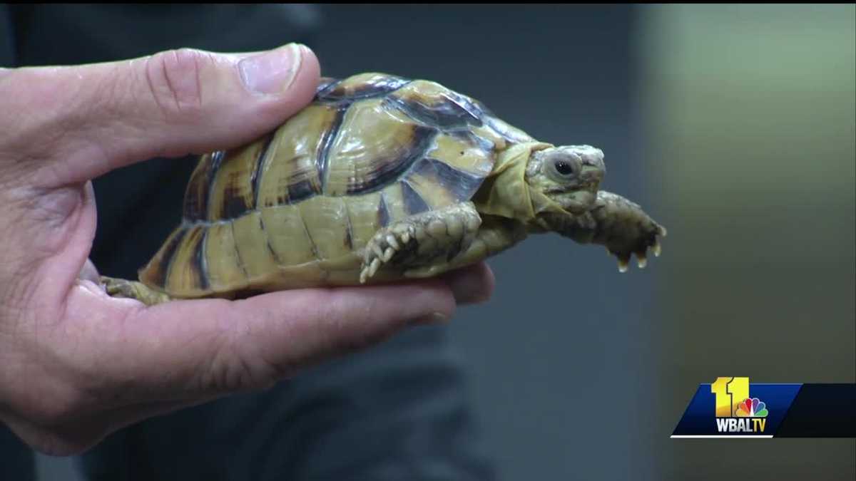 Maryland Zoo brings in world's smallest tortoise