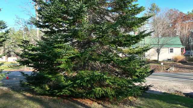Monument Square Christmas tree move delayed due to wintery weather - Vimarsana News