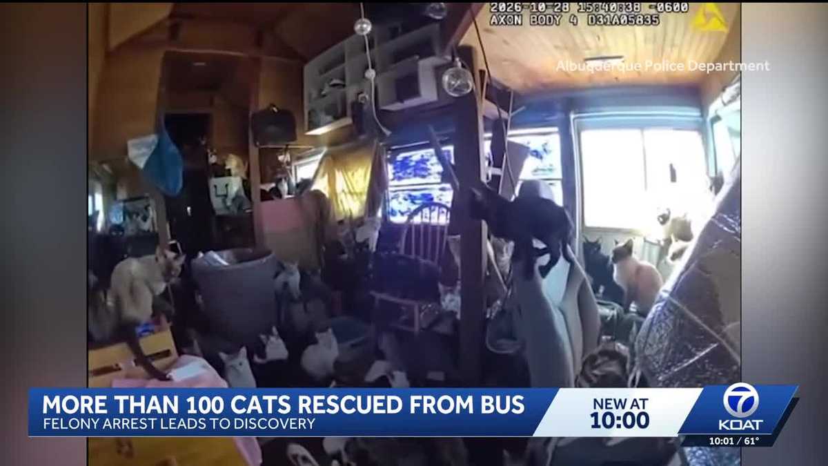 100 cats rescued, a garage caught on fire, and a convicted felon taken away in handcuffs