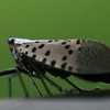 Invasive spotted lanternfly seen in New Hampshire for first time