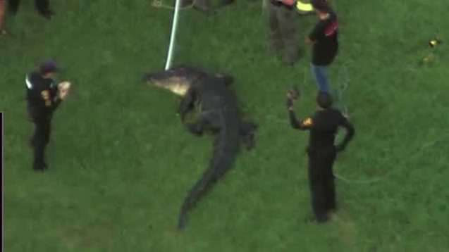 Alligator attacks, kills man who was fishing in Winter Garden, police say