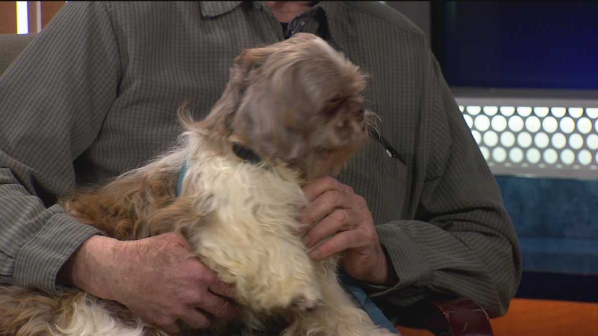 Animal Rescue has puppy mill dog for adoption