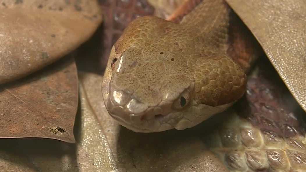 Trussville snake bite victim describes 