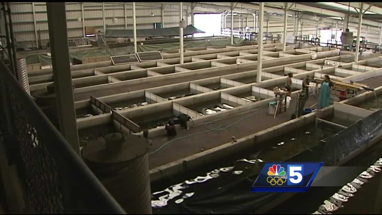 State Fish Hatcheries Reap Benefit Of Efficiency Upgrades