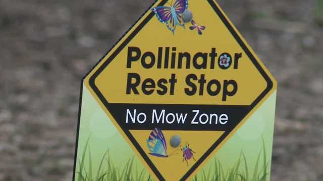 'No Mow May': How not mowing lawns can help Wisconsin's ecosystem - Vimarsana News