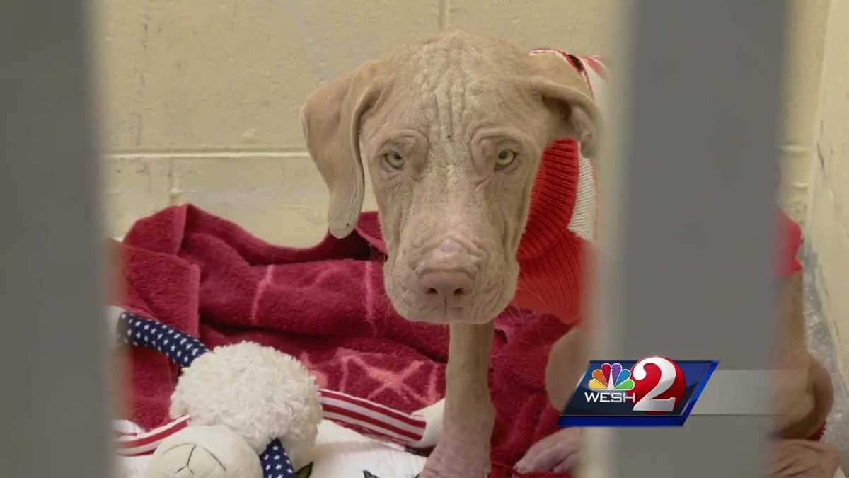 Starving dogs given food for the first time since rescue