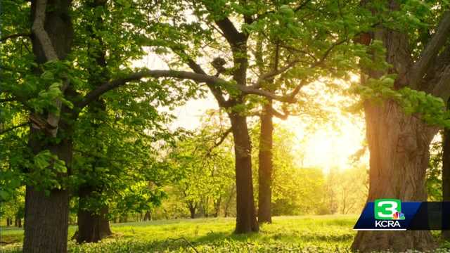 Could 'assisted migration' help trees as climate change worsens? - Vimarsana News