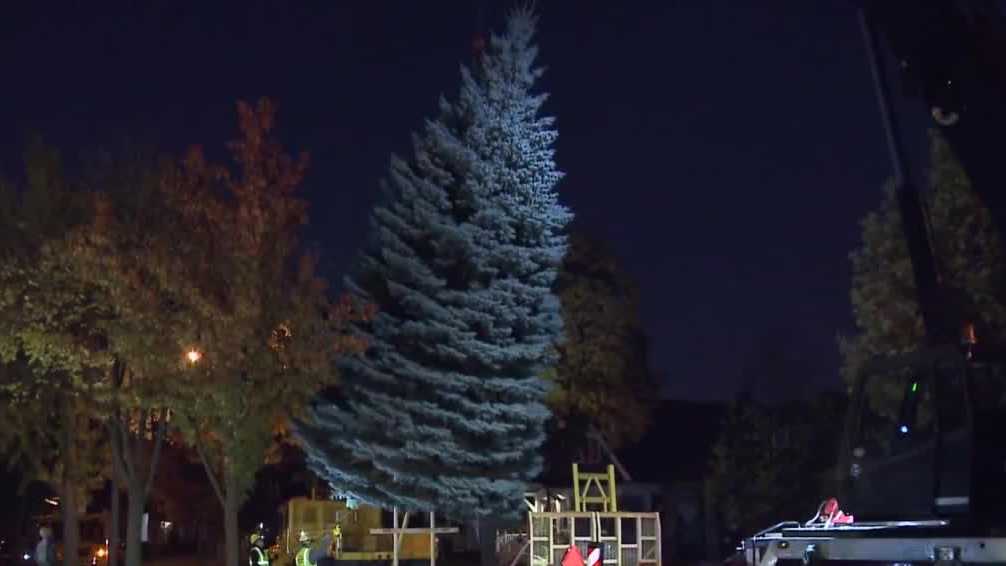 Milwaukee's official Christmas tree cut down