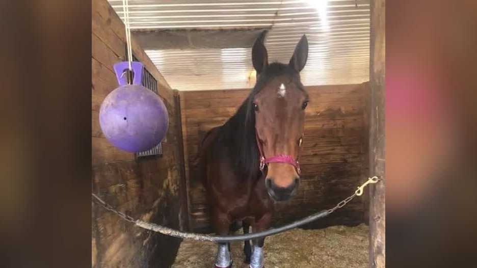 Florida horse theft: 2 stolen horses recovered, 1 arrest