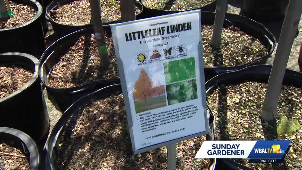 Sunday Gardener: Getting a discount on native species trees at Valley View Farms