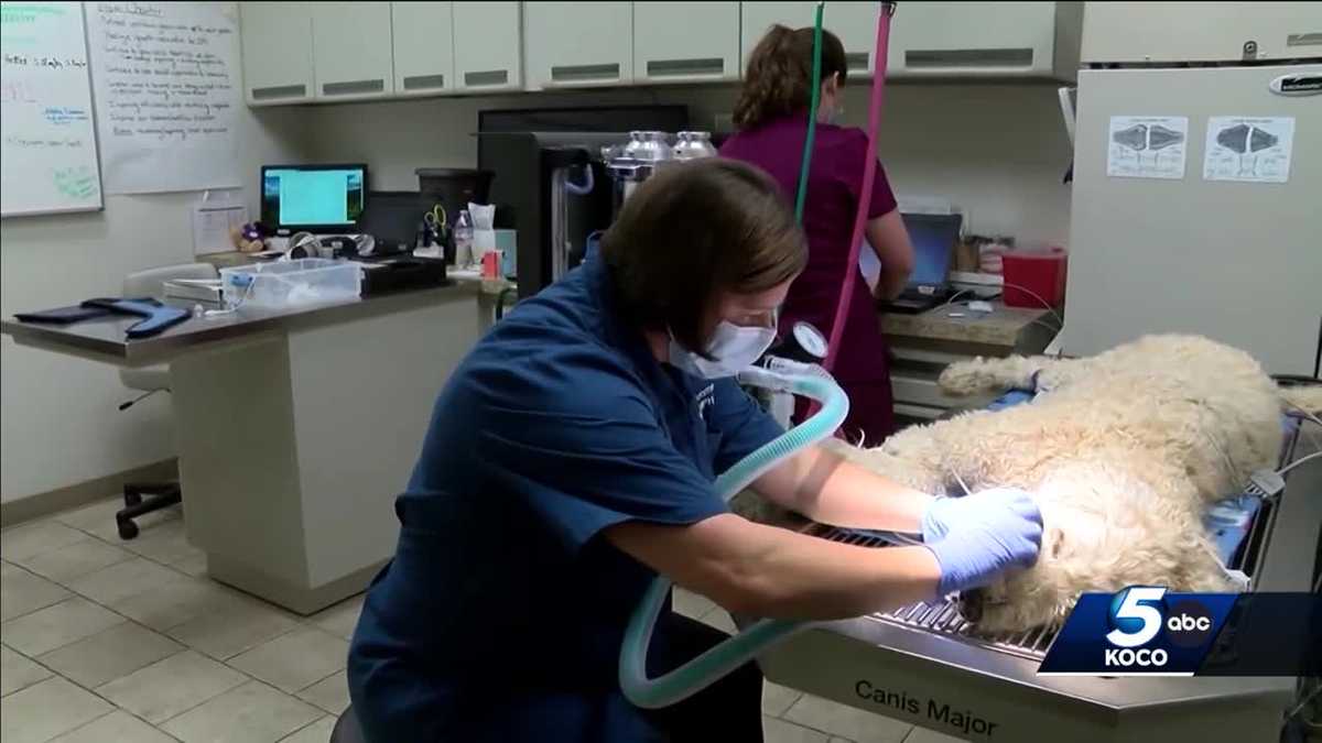 Oklahoma veterinary clinics crack down to stop spread of dog flu