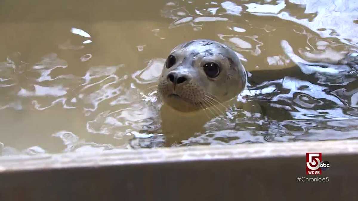 The village of Buzzards Bay in the town of Bourne is home to Mass. Maritime Academy