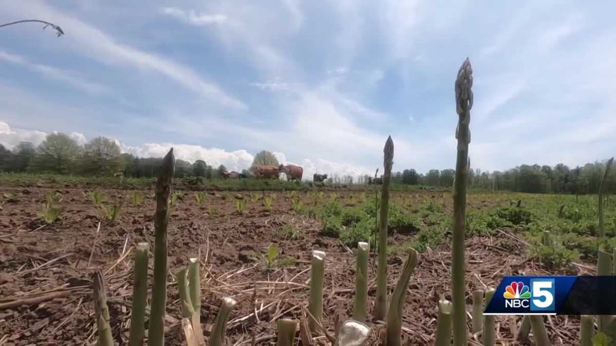 How one farmer is using rotational grazing and other methods to mitigate climate change - WPTZ