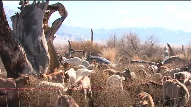 Chewing away the 'baaaad' stuff one acre at a time - Vimarsana News