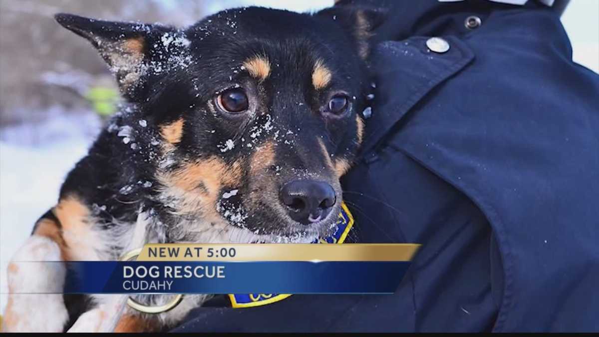 Dog rescued from frozen lake