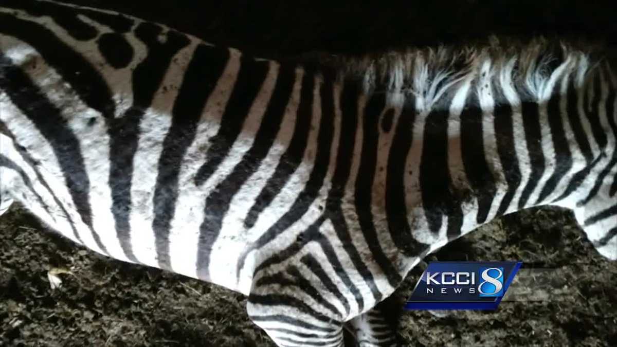 Shooting of Iowa zebra under investigation