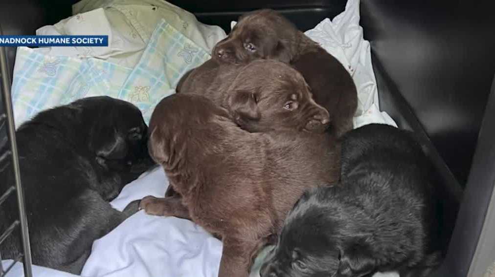 New Hampshire animal cruelty case: 27 dogs removed from home