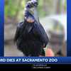 Sacramento Zoo announces death of Mark the Abyssinian ground hornbill