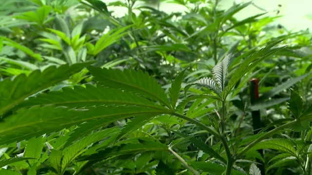 State Question 820: Oklahomans vote against recreational marijuana - Vimarsana News