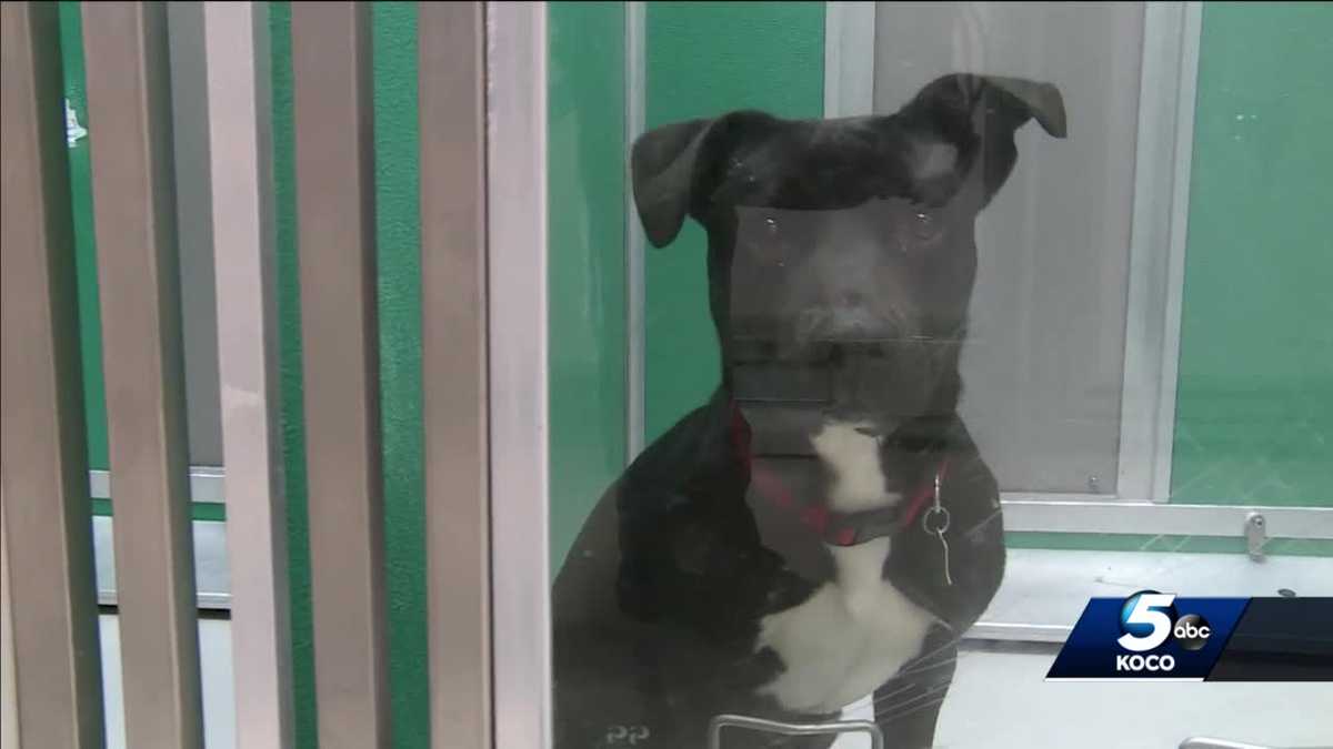 Group works to lower kill rates at Oklahoma animal shelters