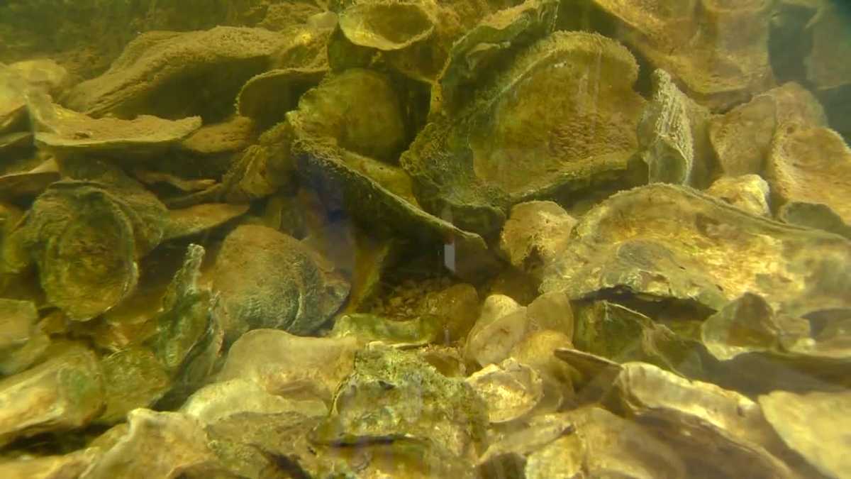 Rejoice, oyster lovers: Georgia's oyster season is back open -- finally!