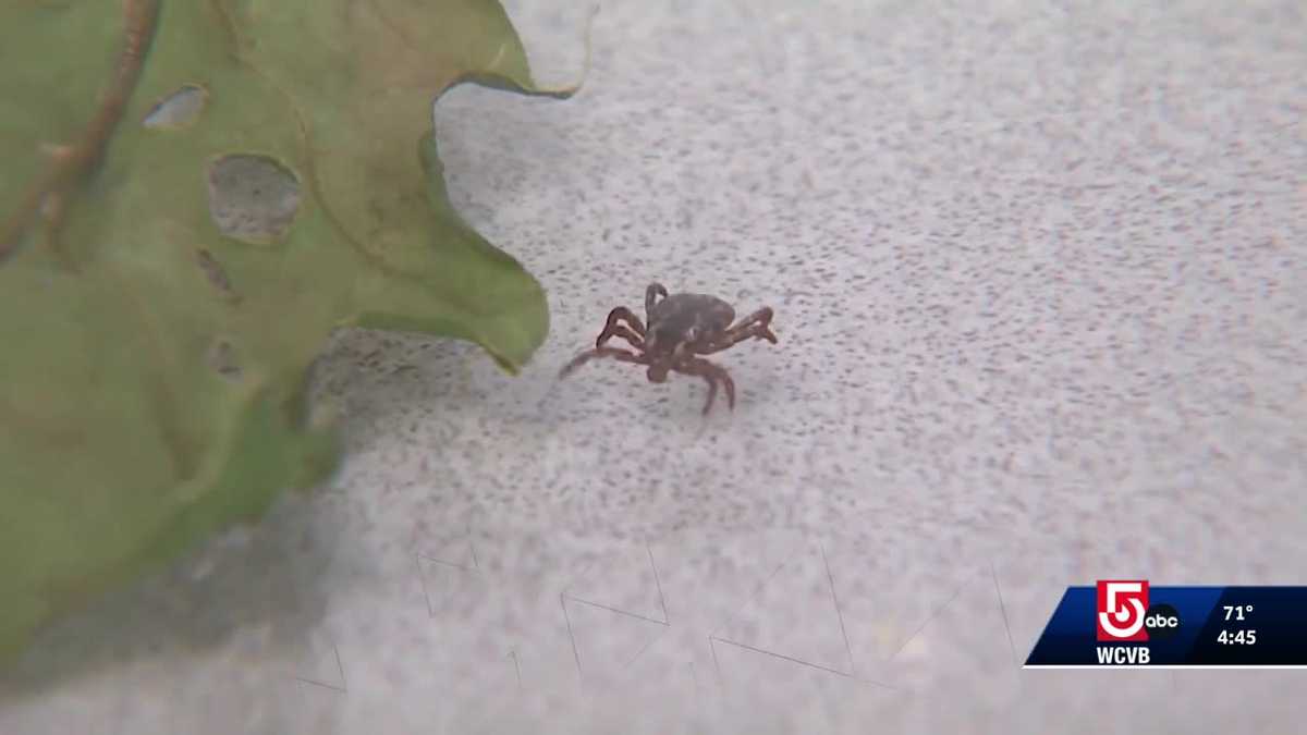 Babesiosis in Massachusetts: Symptoms, risks, treatment explained