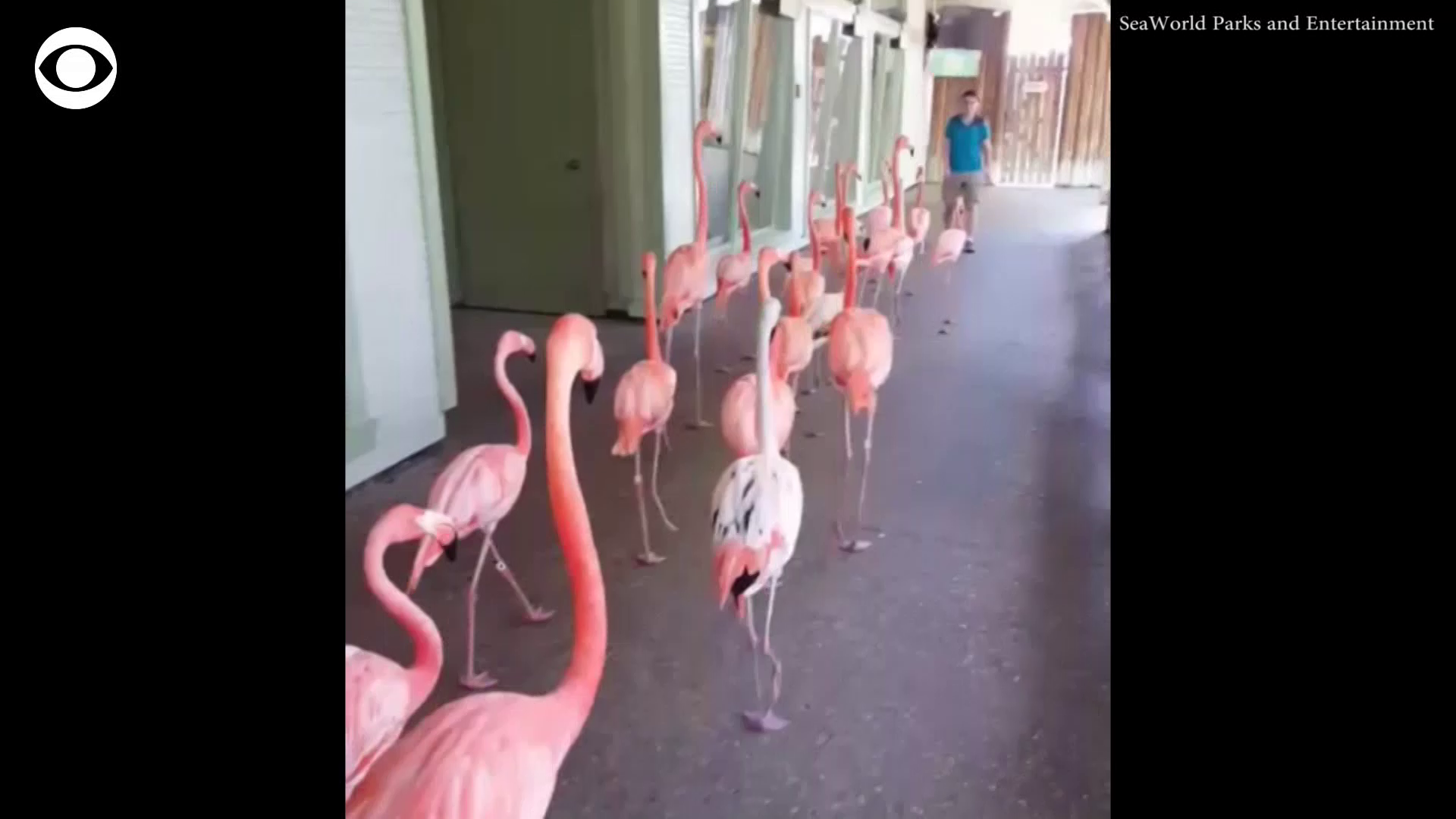lazy flamingo sanibel hurricane