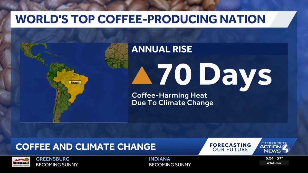 Climate change affecting global coffee production, study finds