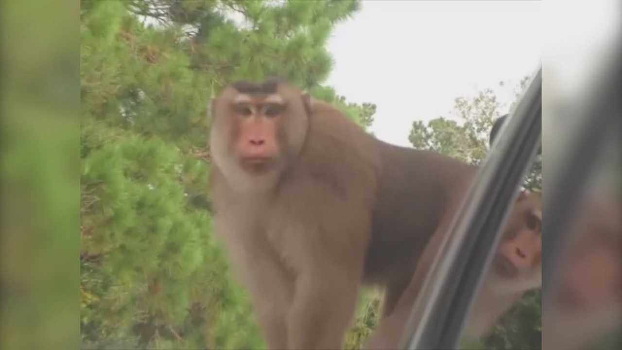 Neighbors react to escaped monkey in Seminole County