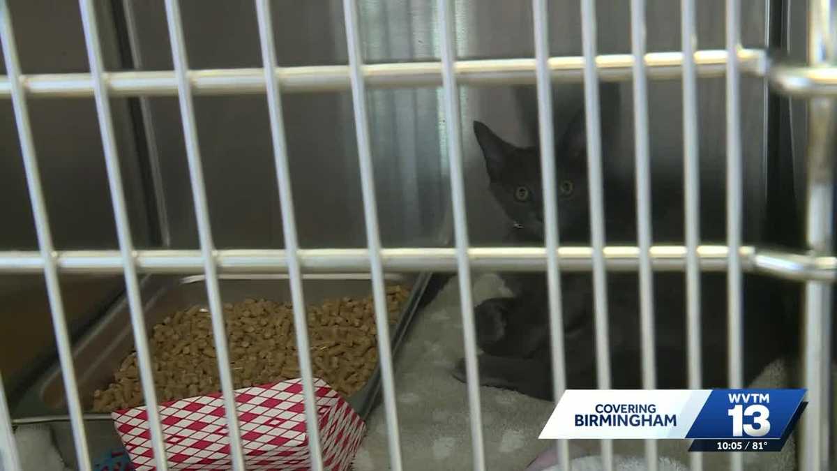 Greater Birmingham Humane Society honors Dolly Parton while pushing adoptions fo...