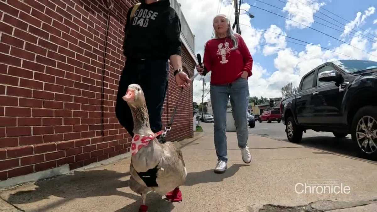 New Hampshire couple getting attention for its pet goose Gabby