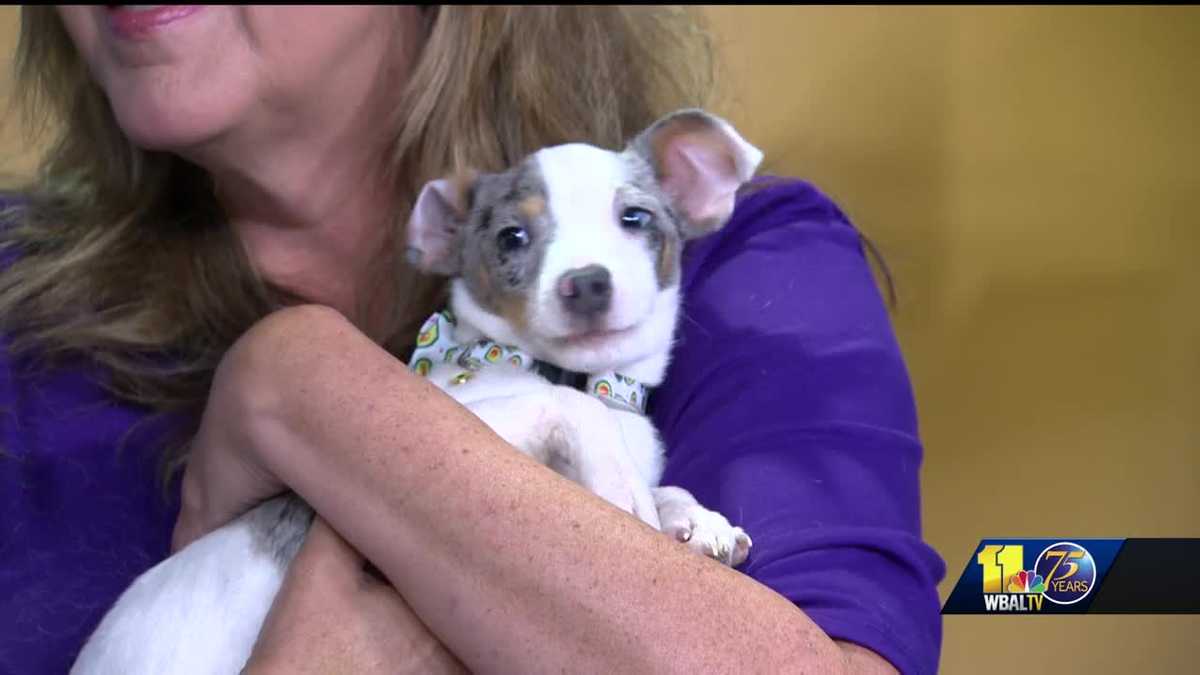 Help local animal shelters at the Softie