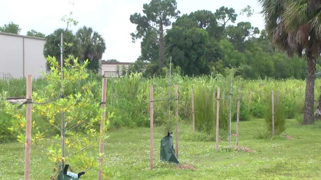 New native trees at John Yarbrough Linear Park aim to improve water quality