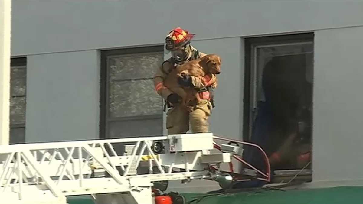 Dog rescued from burning building in Lincoln