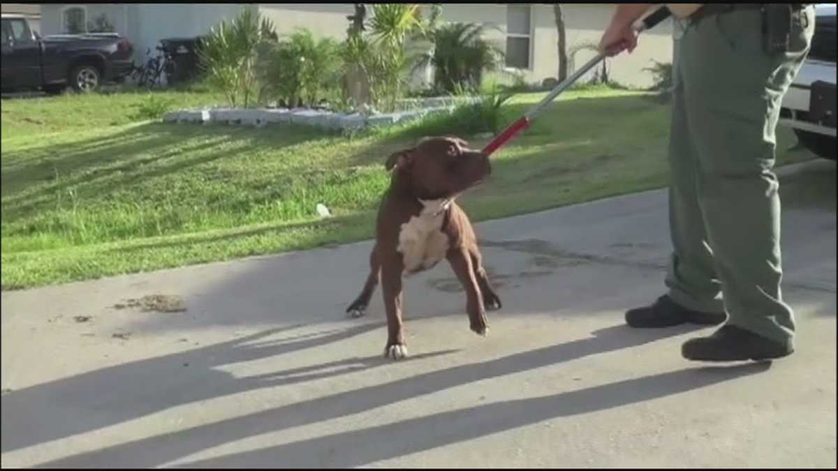 Woman out of hospital after dog attack